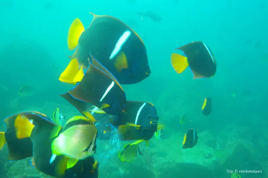 Scuba Iguana