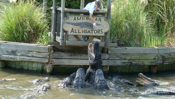 Alligator Adventure