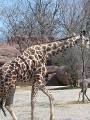 Zoo di Saint Louis