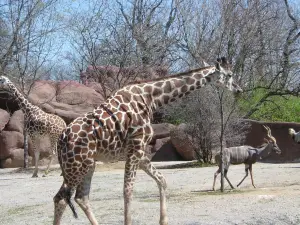 Zoo di Saint Louis
