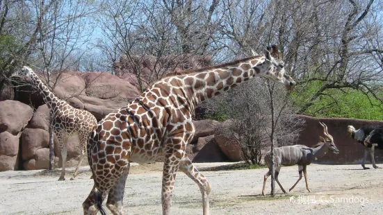 聖路易士動物園