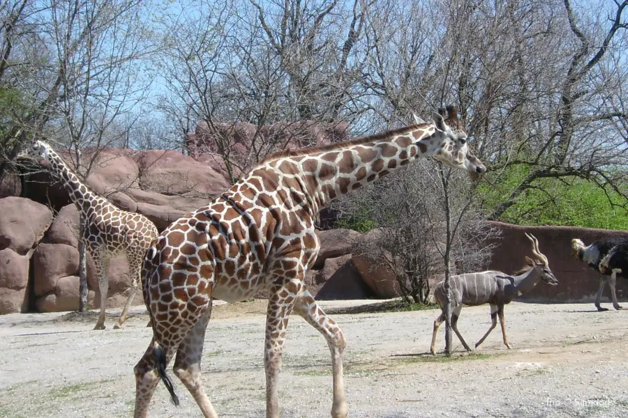 Parc zoologique de Saint-Louis