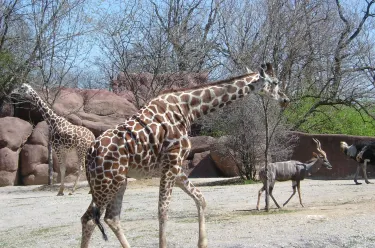 Saint Louis Zoo Hotel di St. Louis