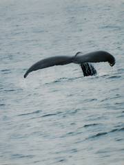 Bar Harbor Whale Watch Company