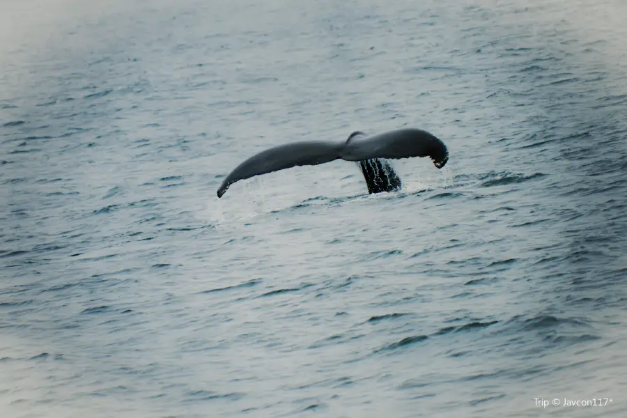 Bar Harbor Whale Watch Co