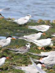 Napatree Point Conservation Area