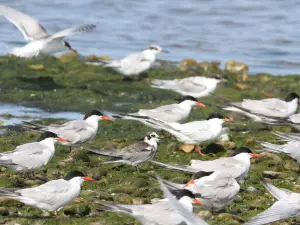 Napatree Point Conservation Area