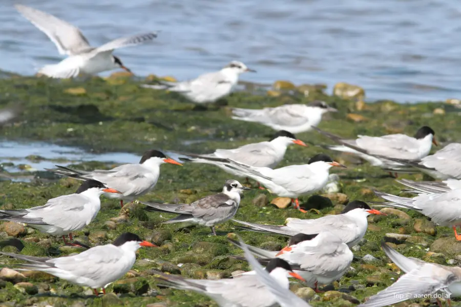 Napatree Point Conservation Area