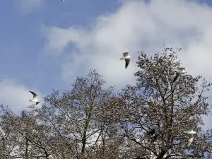 ボーゲル州立公園