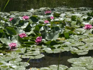 Plan de la Laguna Botanical Garden