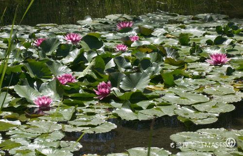La Laguna Botanic Garden