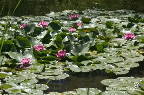 Jardin Botanico La Laguna