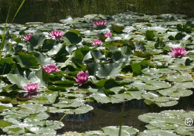 Plan de la Laguna Botanical Garden