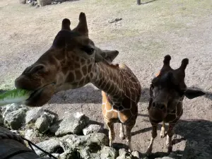 ジャクソンヴィル動物園＆庭園