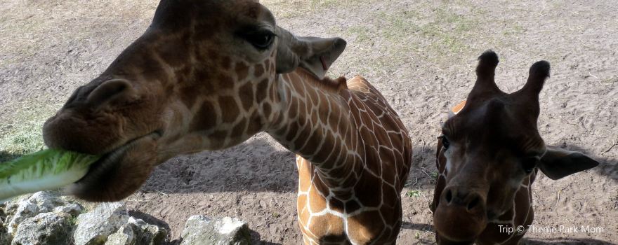 Jacksonville Zoo and Botanical Gardens