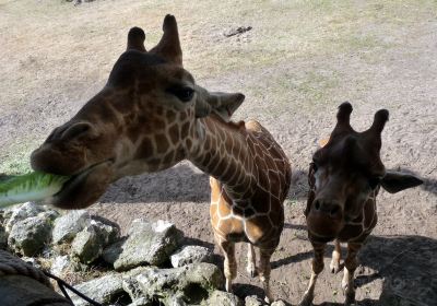 Jacksonville Zoo and Gardens