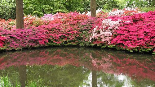 Isabella Plantation