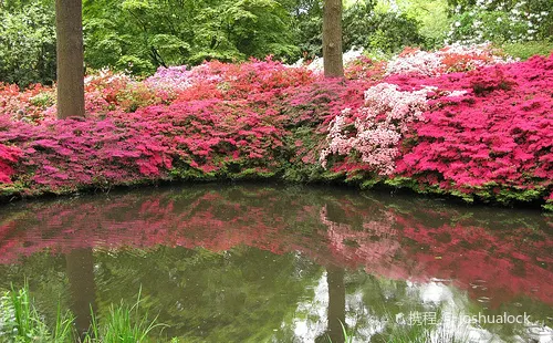 Isabella Plantation