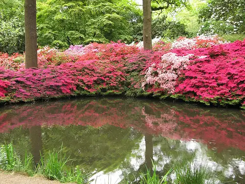 Isabella Plantation