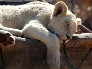 Bothongo Rhino & Lion Nature Reserve