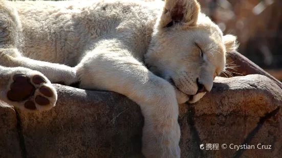 犀牛與獅子自然保護區