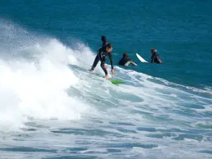 Lyall Bay