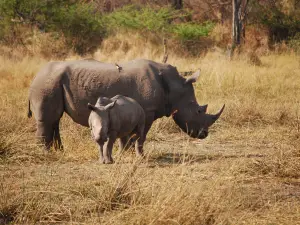 Khama Rhino Sanctuary