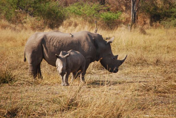 Khama Rhino Sanctuary