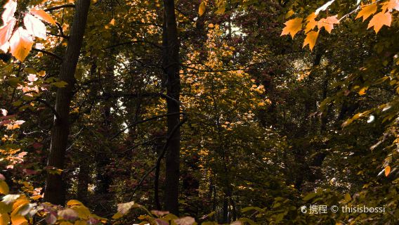 Patapsco Valley State Park - Hollofield Area