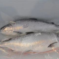 High Country Salmon ảnh của người dùng