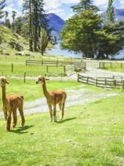 Walter Peak High Country Farm