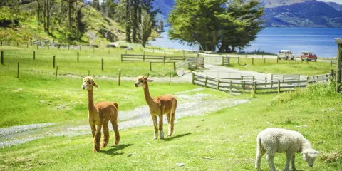 瓦爾特峰高原農場