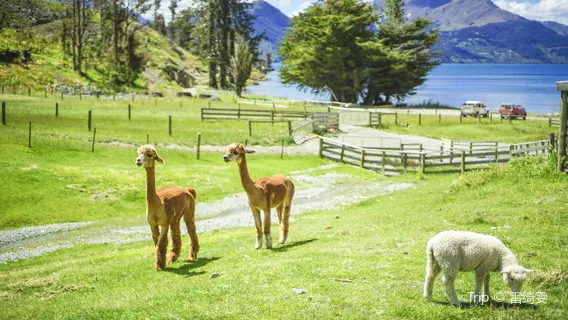 Walter Peak High Country Farm - RealNZ