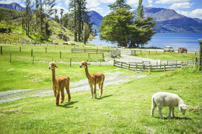RealNZ | Walter Peak High Country Farm