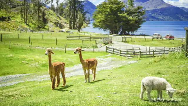RealNZ | Walter Peak High Country Farm