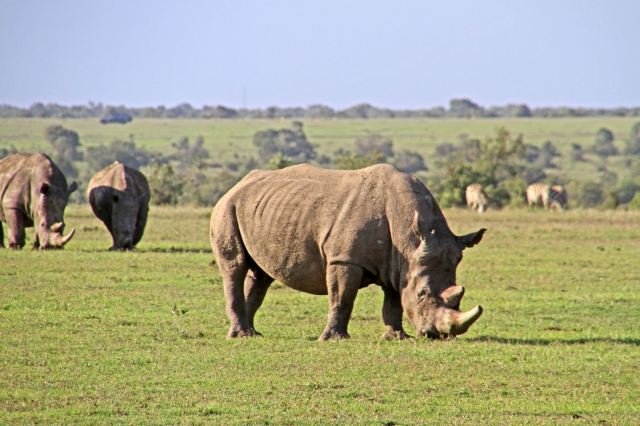 Sweetwaters Game Reserve