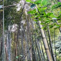 評論圖片 7