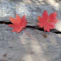 評論圖片 3