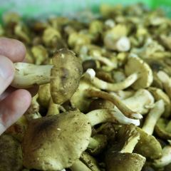 野菌王风干腊排骨 User Photo