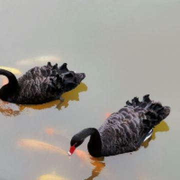 評論圖片 6