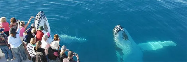 The Best Place to Watch Whales in Australia