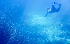 墨寶沙丁魚風暴浮潛