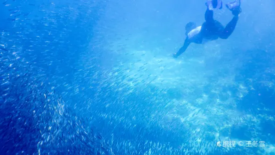 Moalboal Sardines Storm