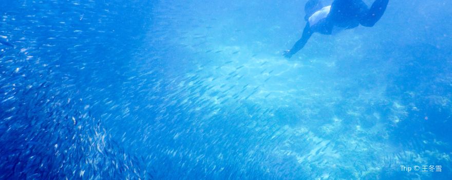 Moalboal Sardines Storm