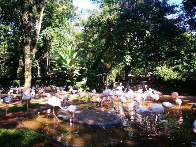 Birds Park