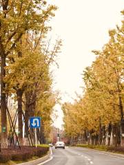 Centennial Ginkgo Avenue