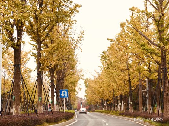 Centennial Ginkgo Avenue