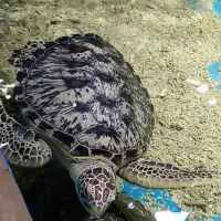評論圖片 2