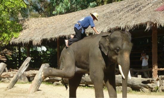 Meidan Elephant Camp
