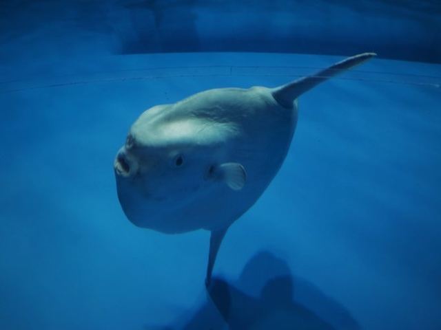 大洗水族館